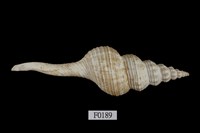 藏品(旋螺)的圖片